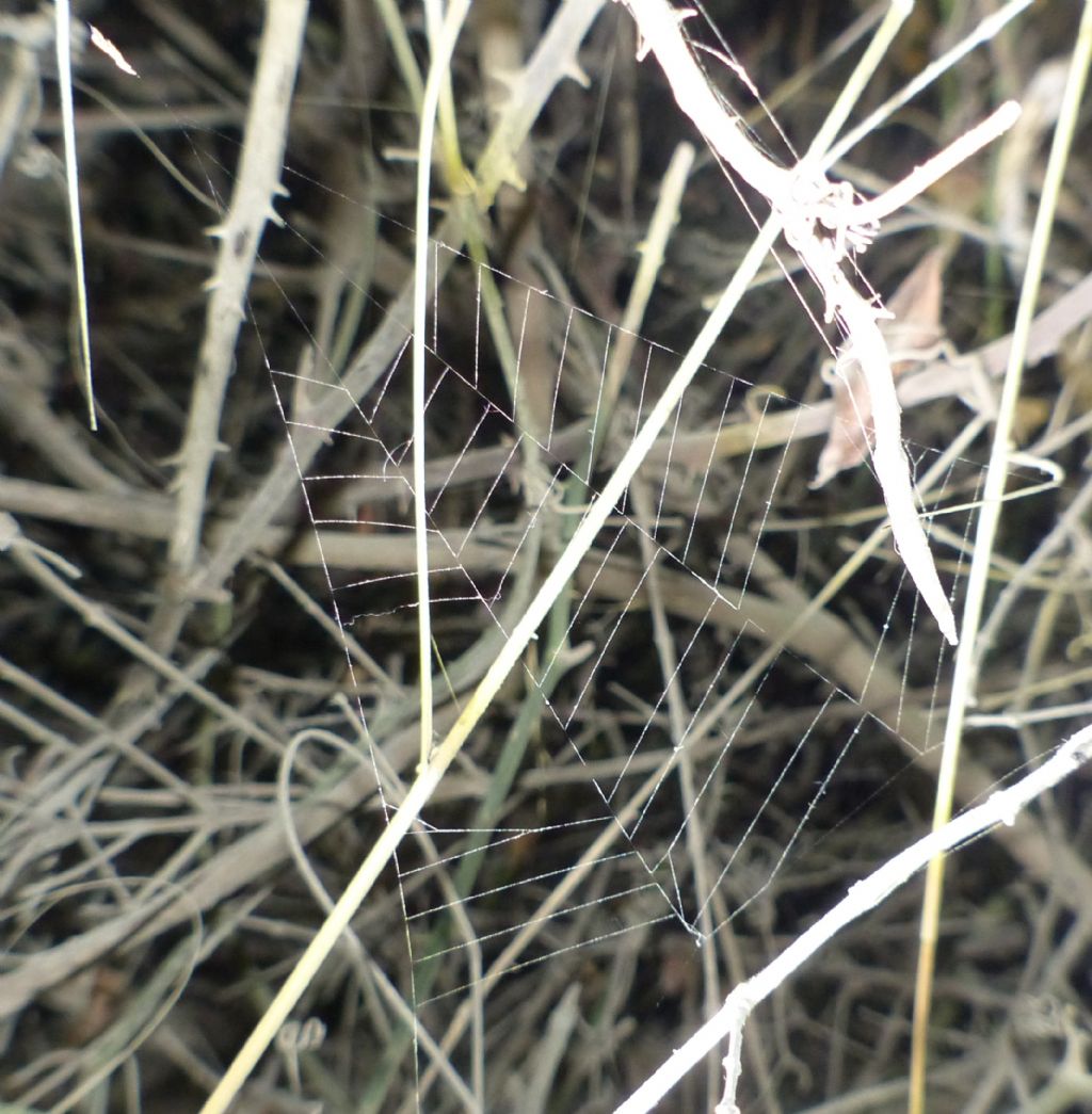 Hyptiotes sp.